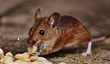 Find Exterminators in Charlevoix County